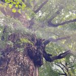 【祈り】天と地がつながる　樹が応える　その意味を　　　　芝公園（芝丸山古墳・円山随身稲荷・芝東照宮）・東京