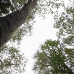 「幸せになるヒント～地球上で愛と光を表現する目的を信頼する。」森と魂のセラピスト　飯田みゆきコラム No.11