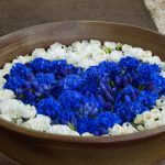 フォースとともにあれ！　Blue Rose　春の陽射しのフィールドへ！