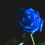 フォースとともにあれ！　Blue Rose　プレアデスの姉妹はみせる！