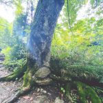 【祈り】まさかの九頭龍大神現れた！？　　戸隠神社 奥社・長野