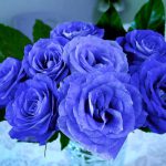 フォースとともにあれ！　Blue Rose🌟　わたしもその中にいるのである