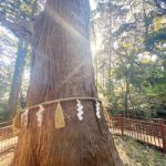 【祈り】神霊宿る１３００年の大杉の大迫力！　日月神示が降りたのは産霊（むすひ）の地！　　　麻賀多神社・千葉